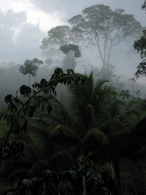 Tropical forest